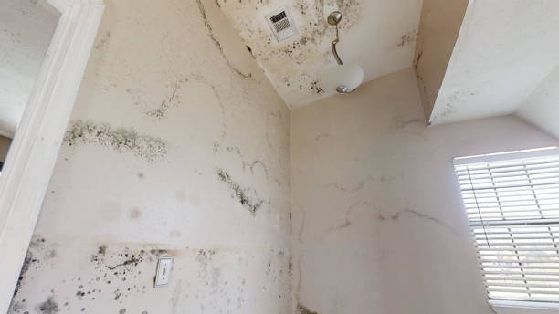 Best Mold Odor Removal Services  in Monroe Manor, NJ