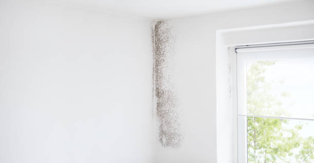 Best Black Mold Removal  in Monroe Manor, NJ