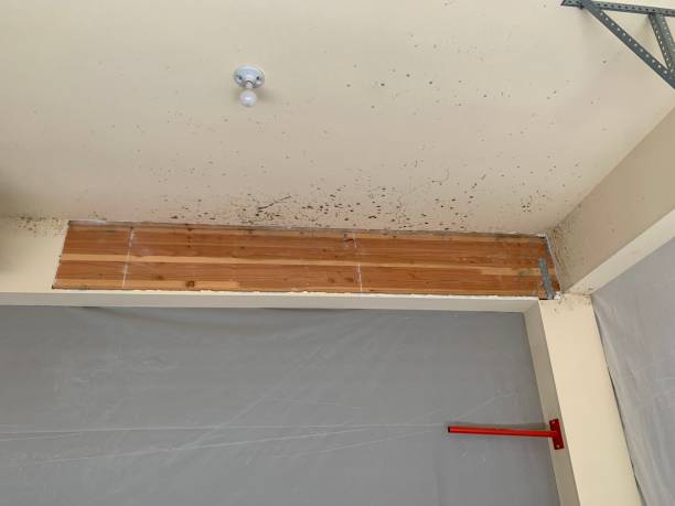 Best Mold Documentation for Insurance Claims  in Monroe Manor, NJ
