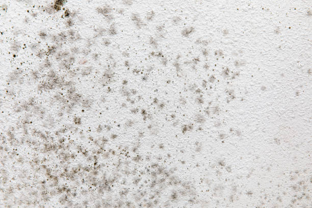 Best Attic Mold Removal  in Monroe Manor, NJ