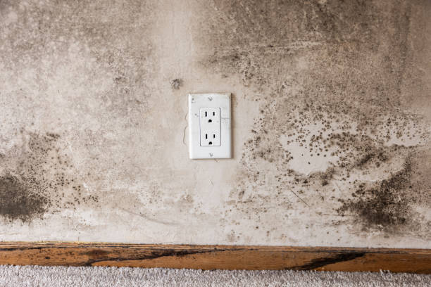 Mold Remediation for Rental Properties in Monroe Manor, NJ