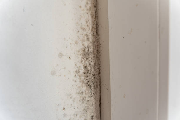 Best Environmental Consulting for Mold Prevention  in Monroe Manor, NJ